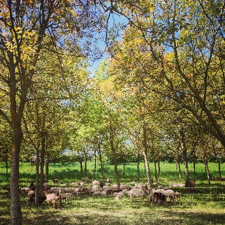 Capre al pascolo sulle colline