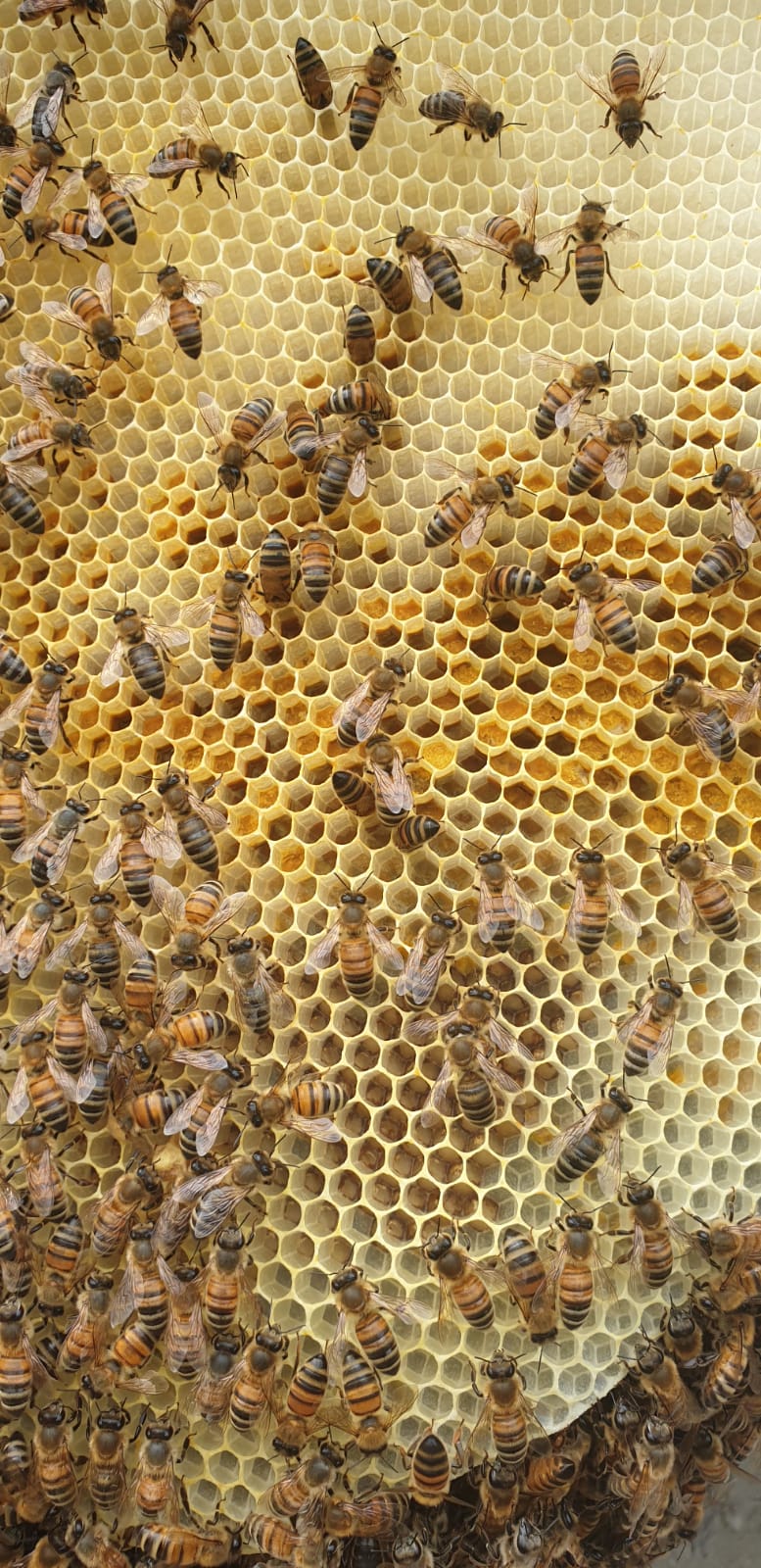 Api al lavoro nell'alveare